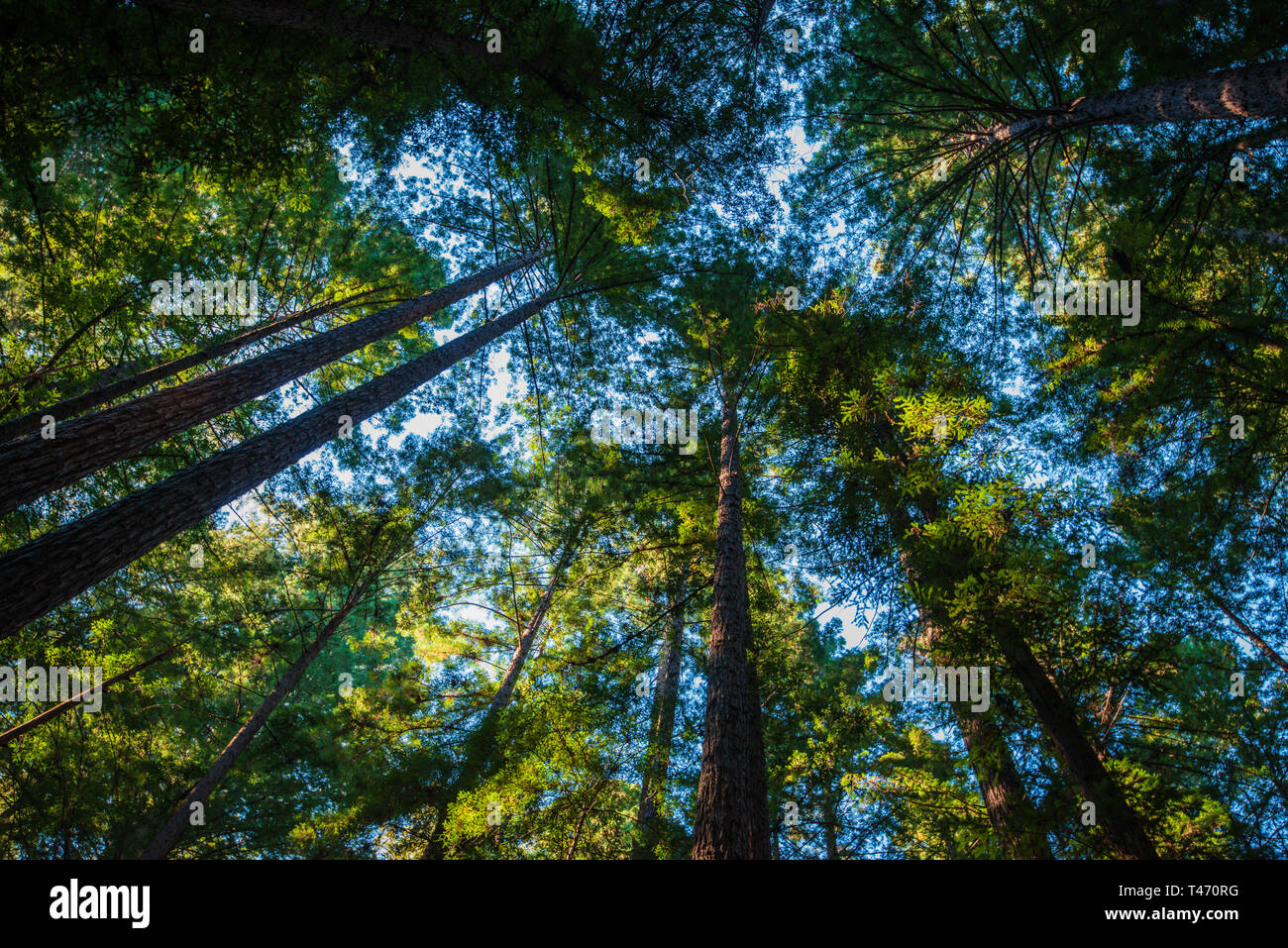 Alberi di sequoia ad angolo basso Muir Woods guardando in su Foto Stock