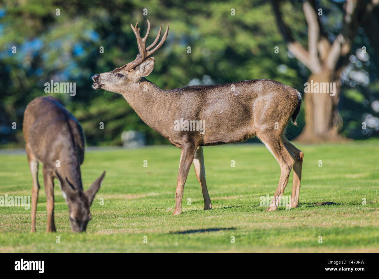 Cervo maschile e femminile in prato Foto Stock