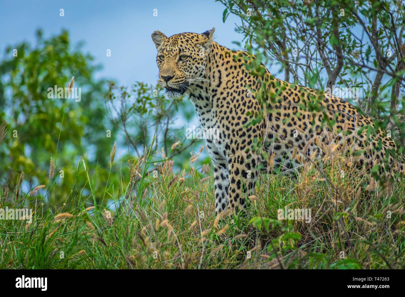 Leopardo macchiato in erba Foto Stock