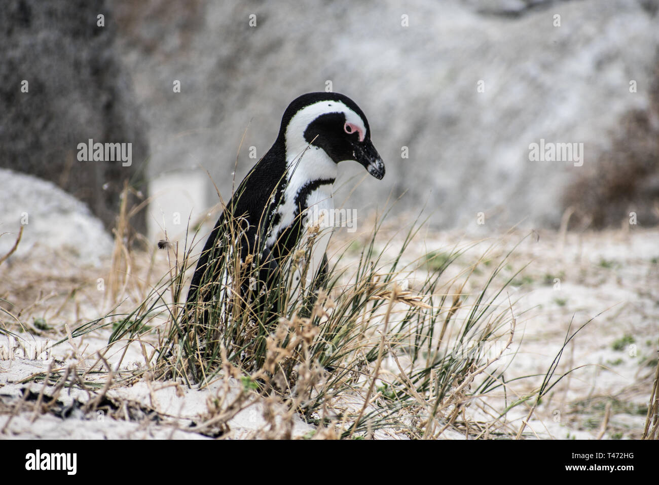 Tristi pinguini sudafricani a piedi sulla spiaggia Foto Stock