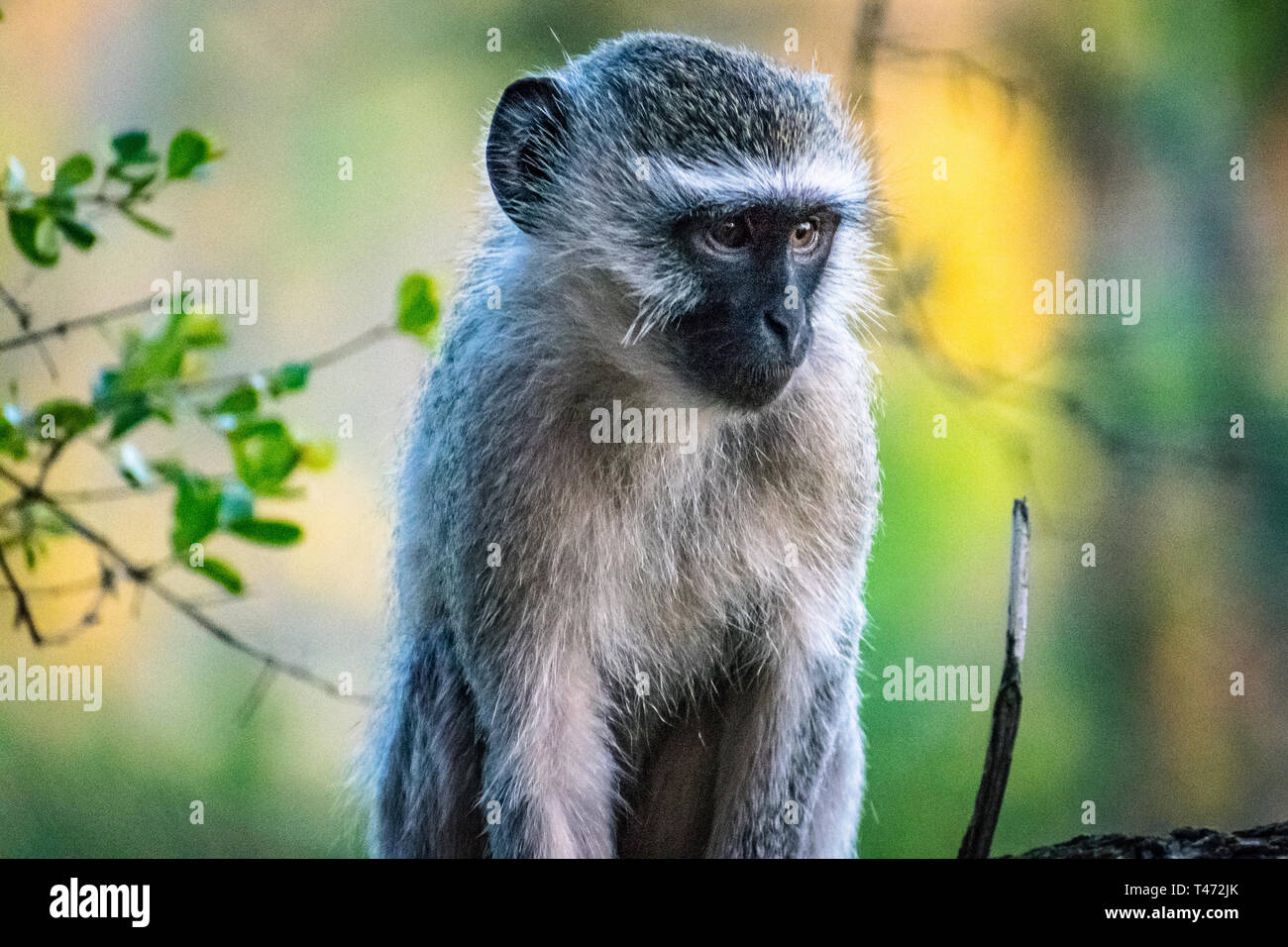 Scimmia Vervet seduta Foto Stock