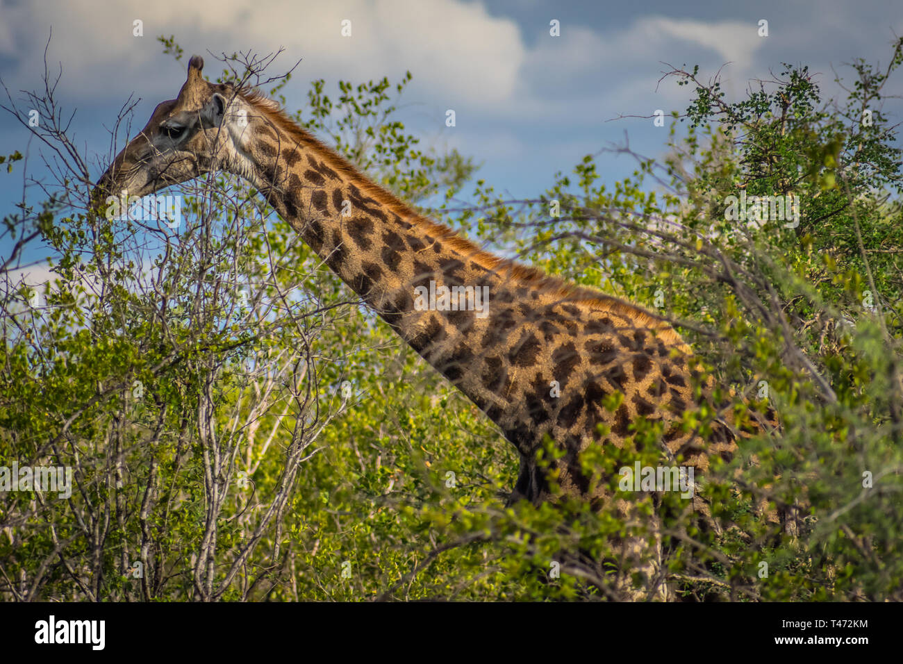 Una giraffa su Safari Foto Stock