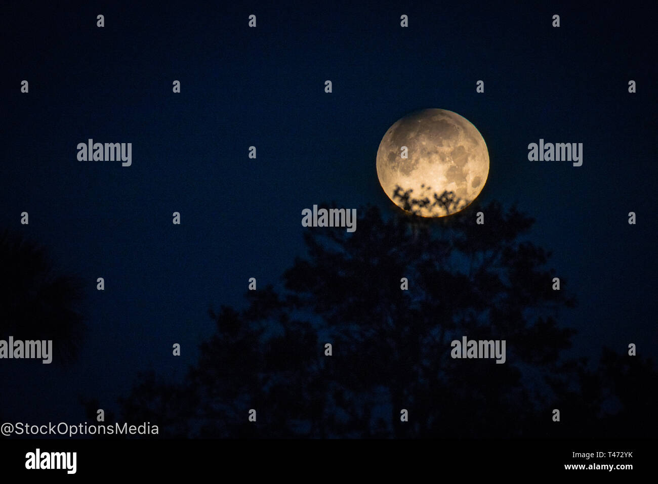 Luna piena di toccare un albero Silhouette Foto Stock