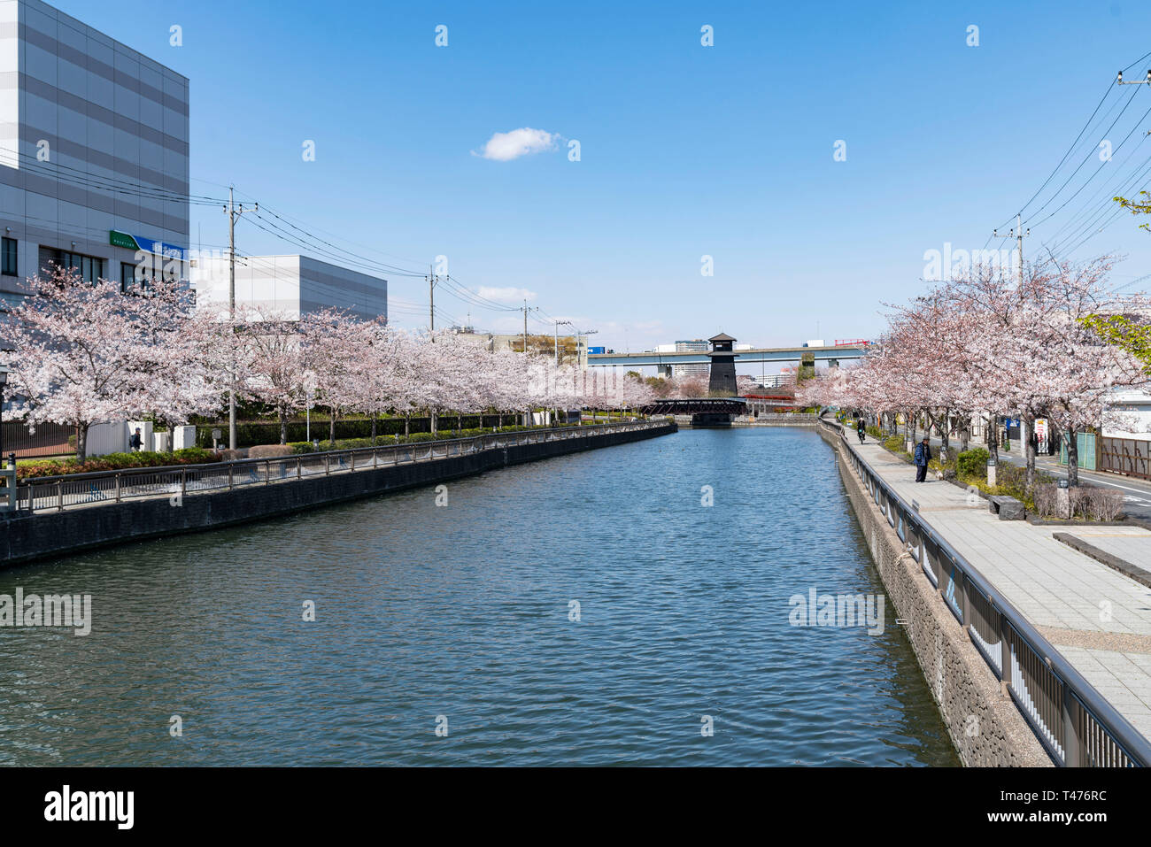 Shinkawa 1000 Sakura, Edogawa-Ku, Tokyo, Giappone Foto Stock