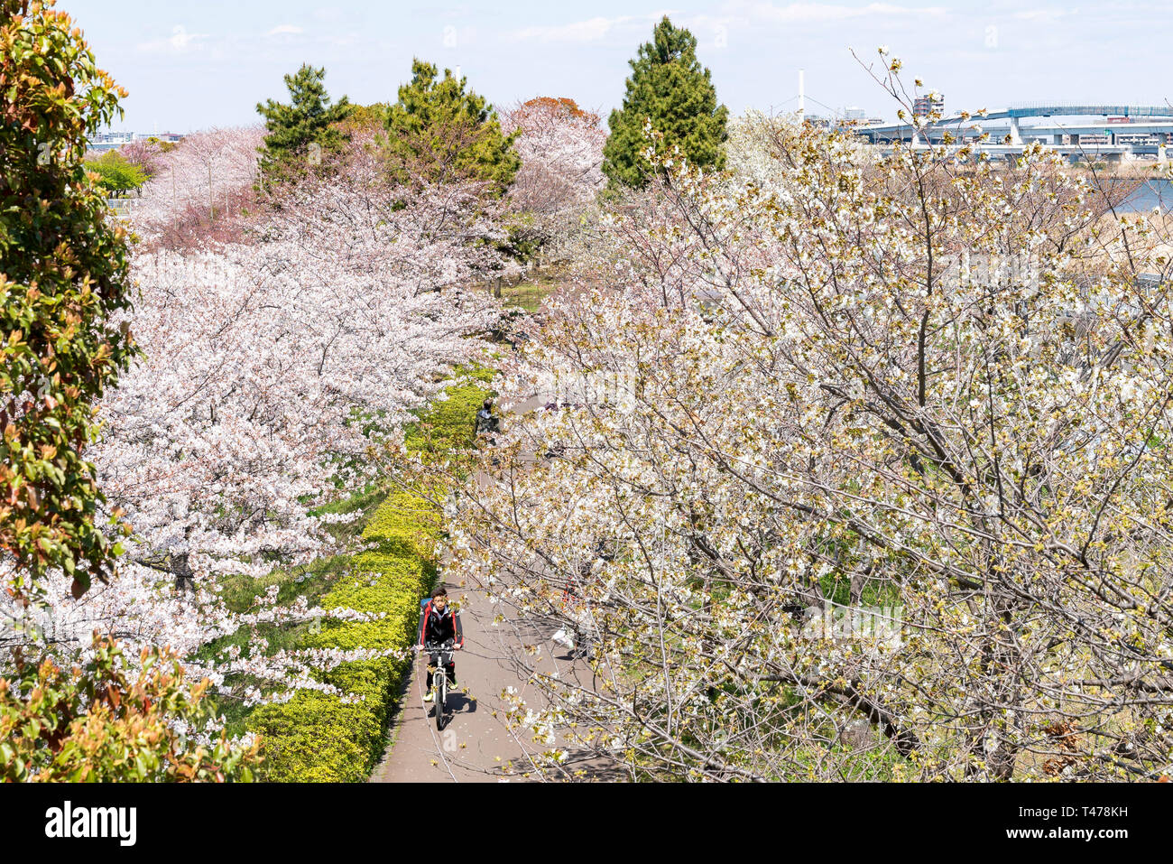 Komatsugawa 1000 Sakura, Edogawa-Ku, Tokyo, Giappone. Un sacco di sakura si vede un lungo fiume Arakawa super argine. Foto Stock
