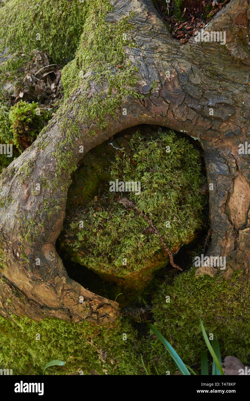 Close up natura ritratto di dip e il pattern nella struttura ad albero Foto Stock