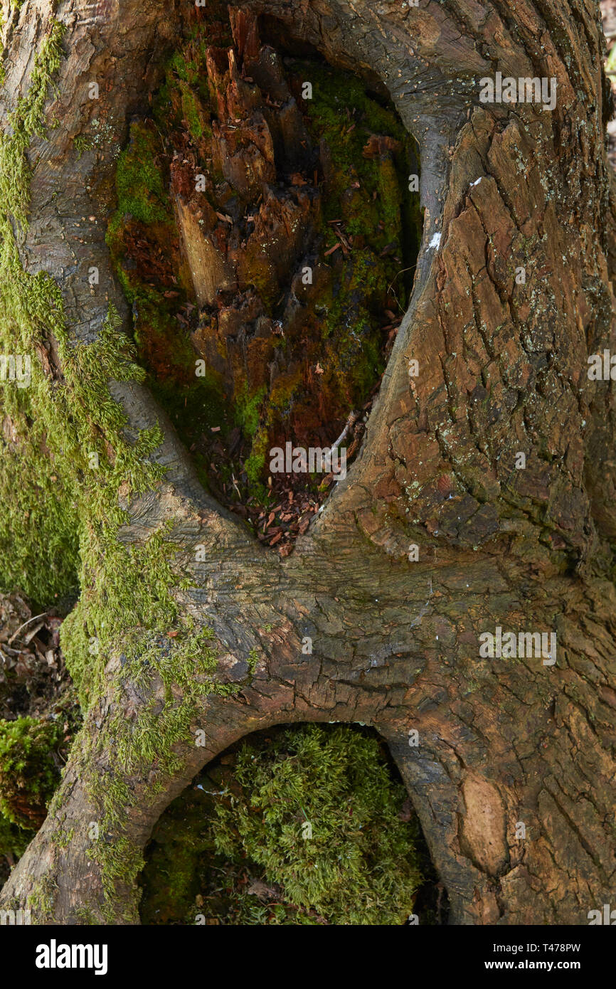 Close up natura ritratto di dip e il pattern nella struttura ad albero Foto Stock