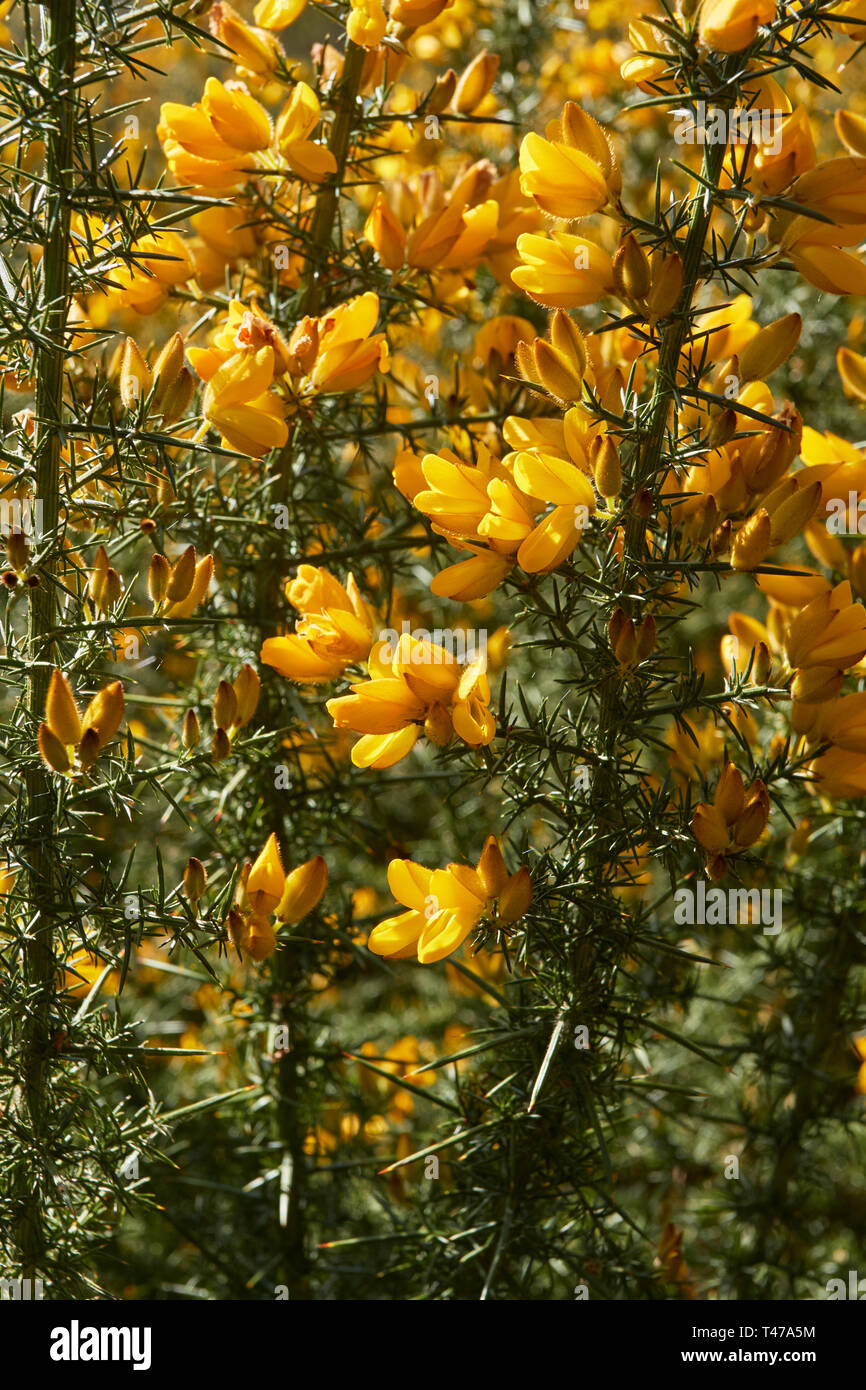 Sorprendente giallo gorse fiore nel sole di primavera. London, England, Regno Unito, Europa Foto Stock