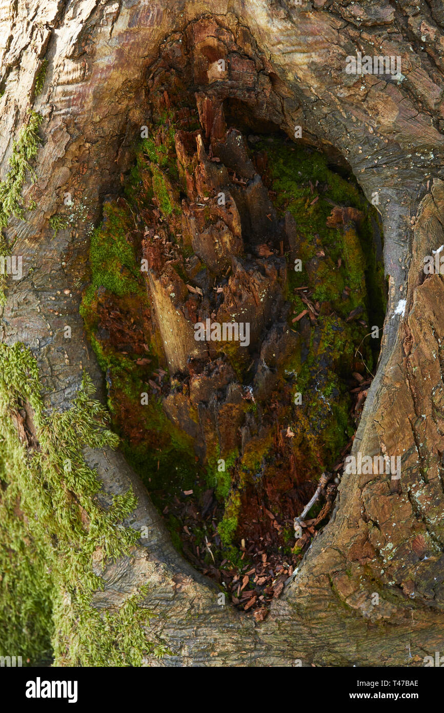 Close up natura ritratto di dip e il pattern nella struttura ad albero Foto Stock