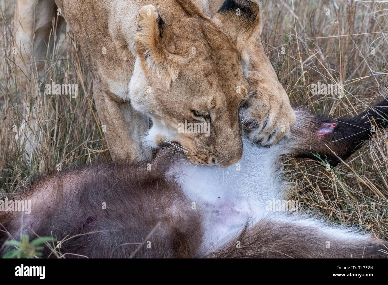 Due leonessa a mangiare la carne di waterbuck nel Maasai Mara triangolo dopo la caccia Foto Stock