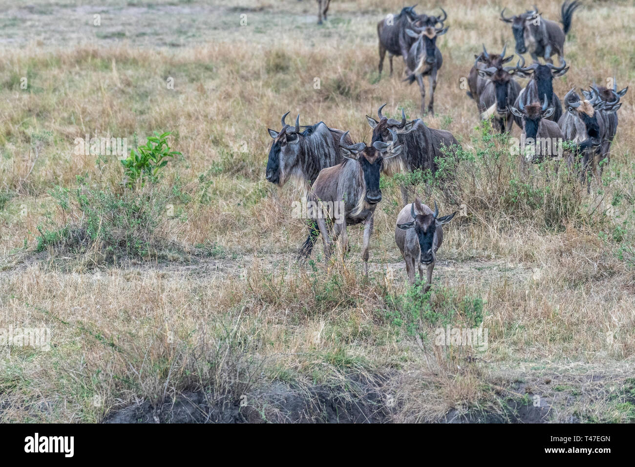 Gnu e zebre attraversando la terraferma durante la stagione migratoria nel Maasai Mara Foto Stock