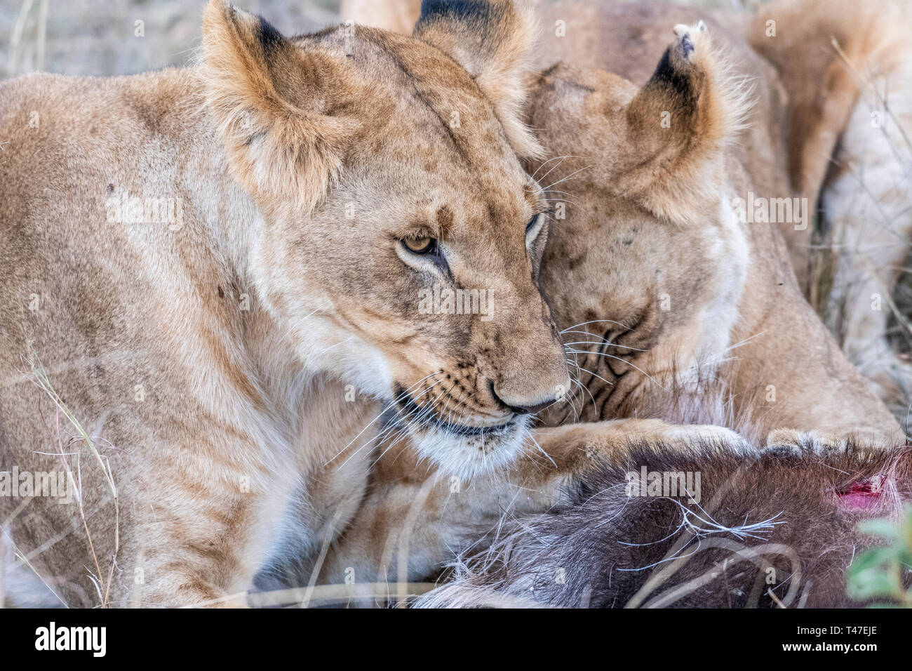 Due leonessa a mangiare la carne di waterbuck nel Maasai Mara triangolo dopo la caccia Foto Stock