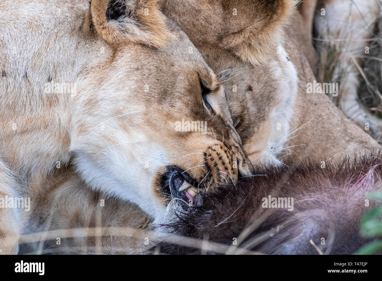 Due leonessa a mangiare la carne di waterbuck nel Maasai Mara triangolo dopo la caccia Foto Stock