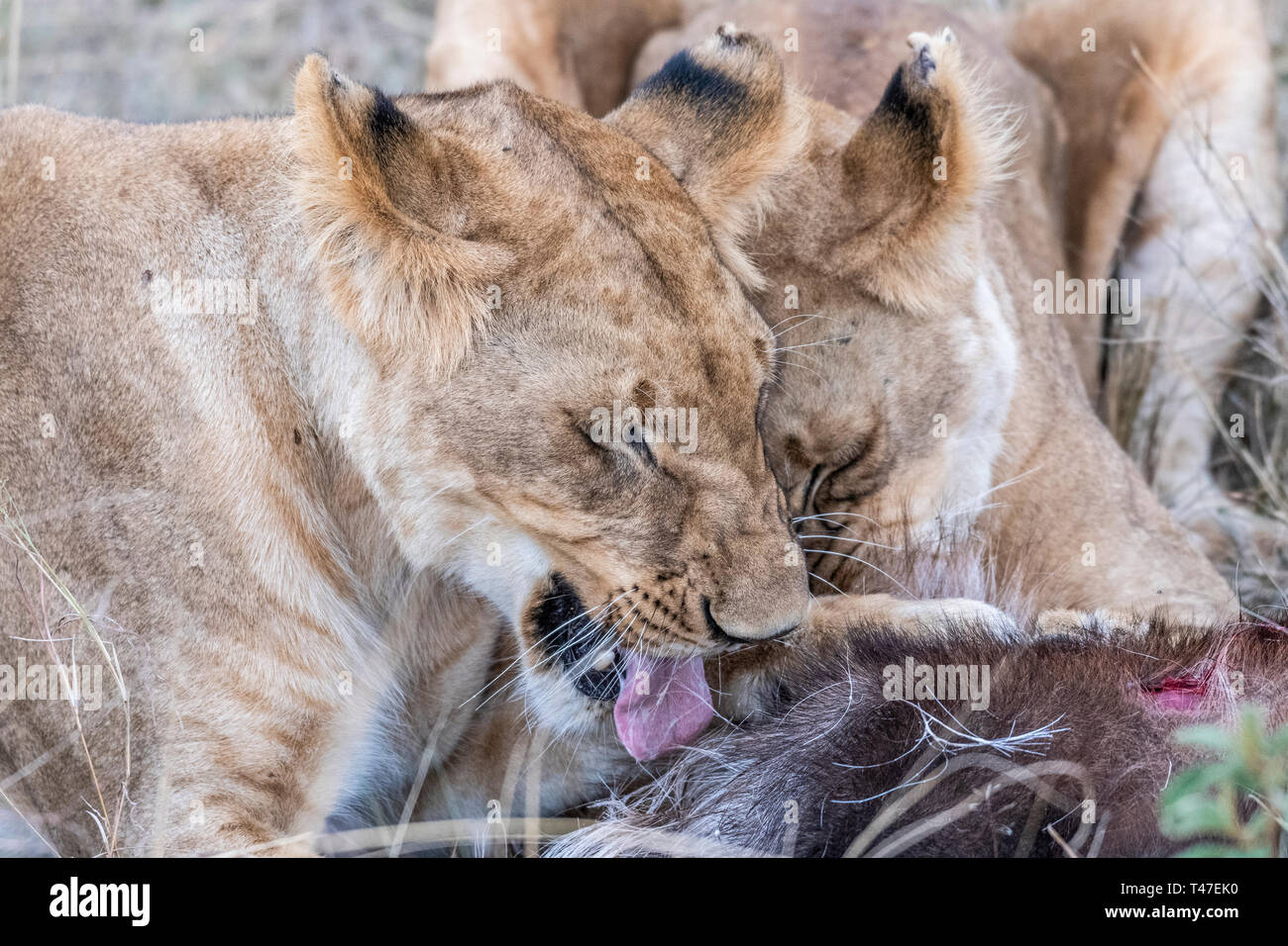 Due leonessa a mangiare la carne di waterbuck nel Maasai Mara triangolo dopo la caccia Foto Stock