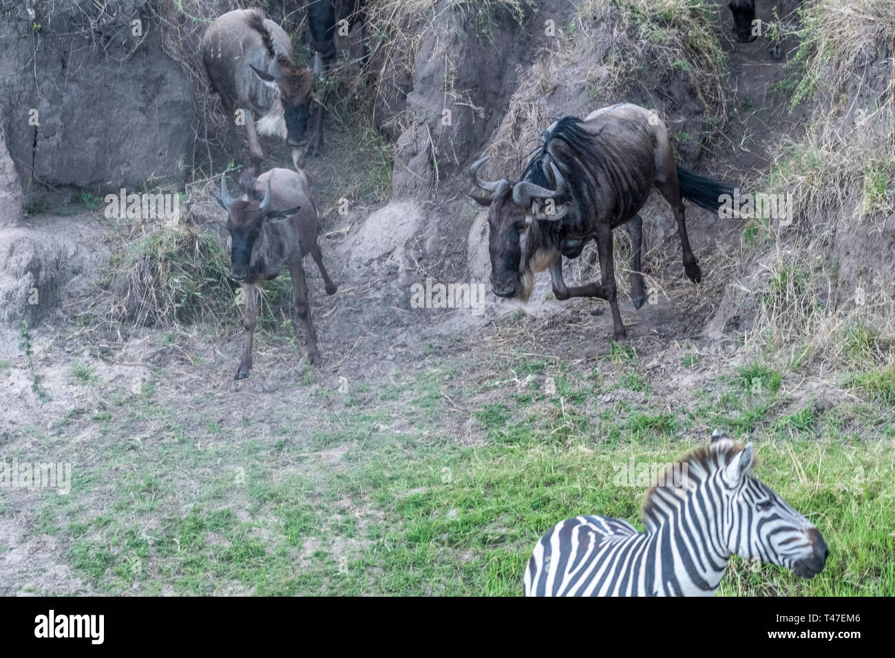 Gnu e zebre attraversando la terraferma durante la stagione migratoria nel Maasai Mara Foto Stock