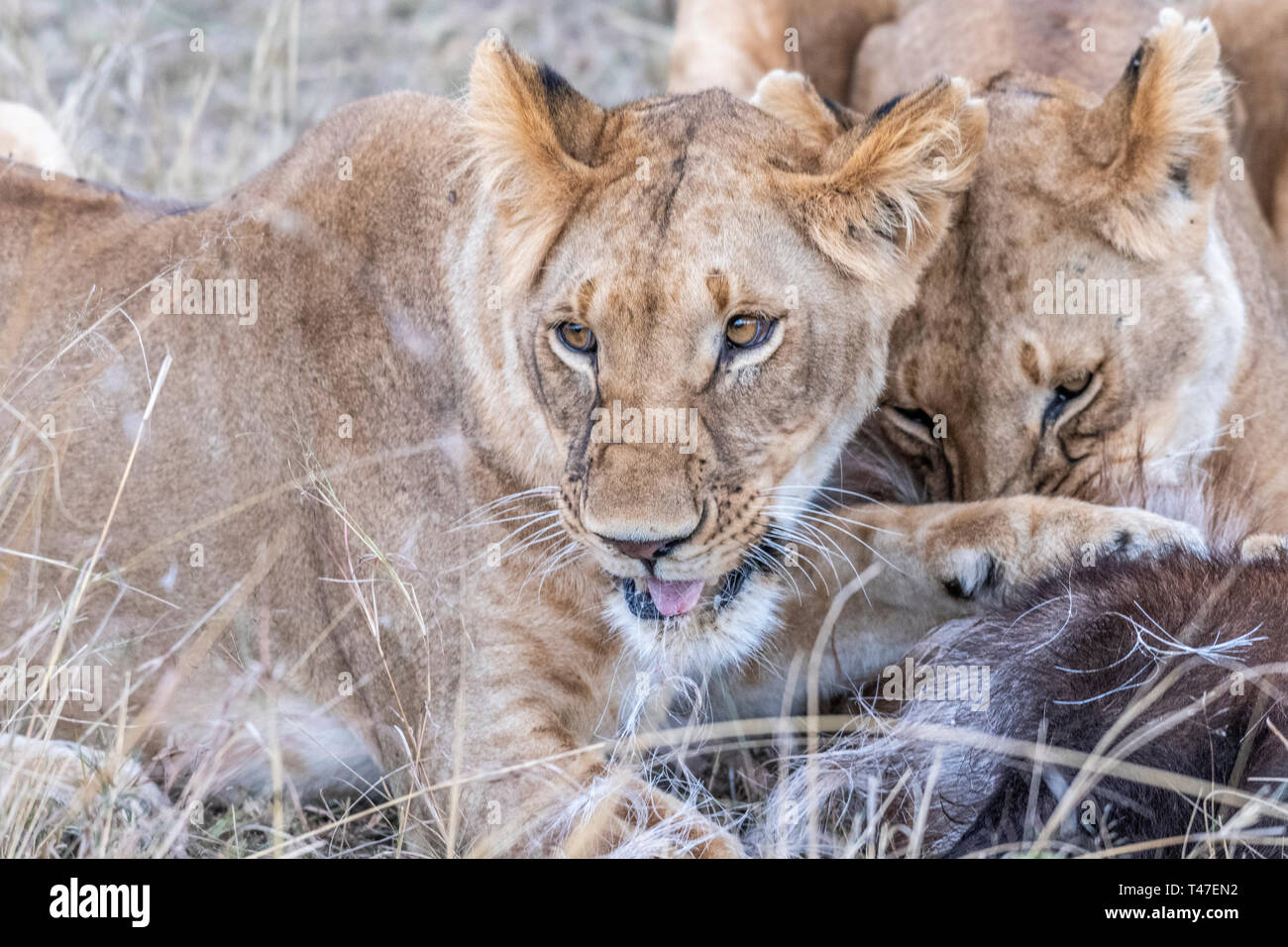 Due leonessa a mangiare la carne di waterbuck nel Maasai Mara triangolo dopo la caccia Foto Stock
