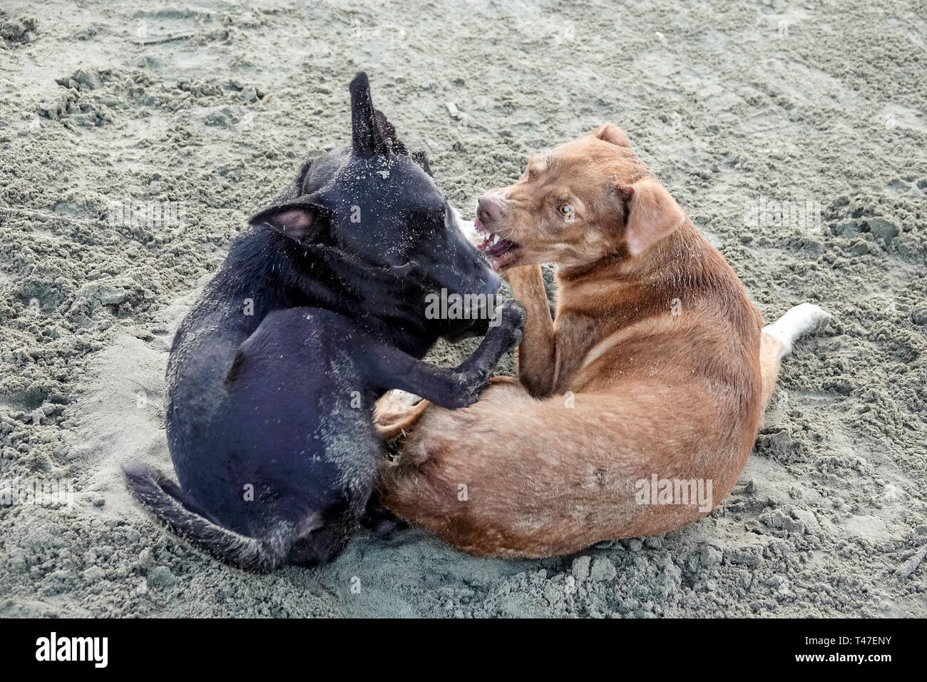 Cartagena Colombia,Bocagrande,sabbia,cani randagi,giocare a mordere di combattimento,aggressivo,COL190122011 Foto Stock