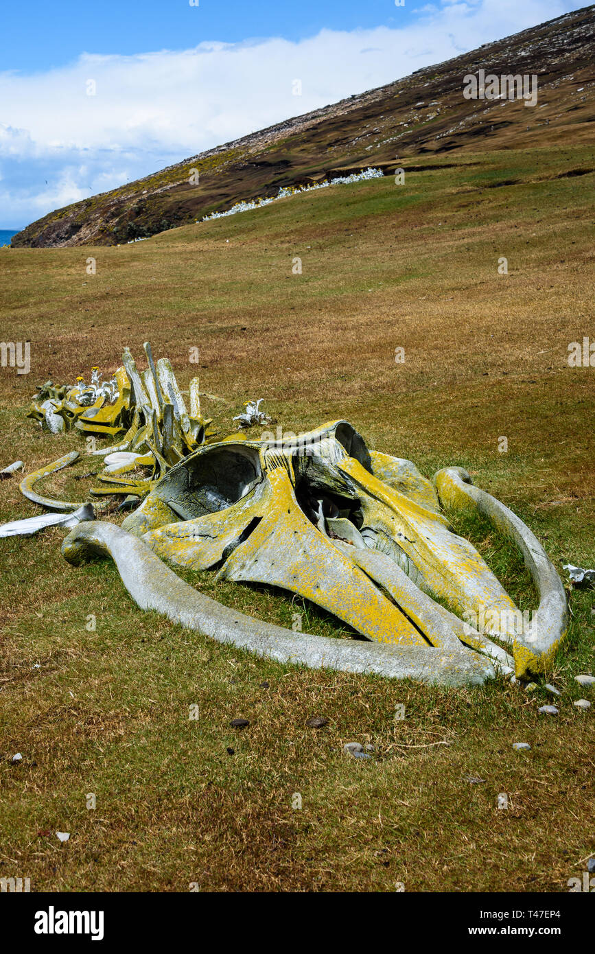 Il Lichen coperti di scheletro di balena su un pendio erboso ovest isola Falkland, Isole Falkland Foto Stock