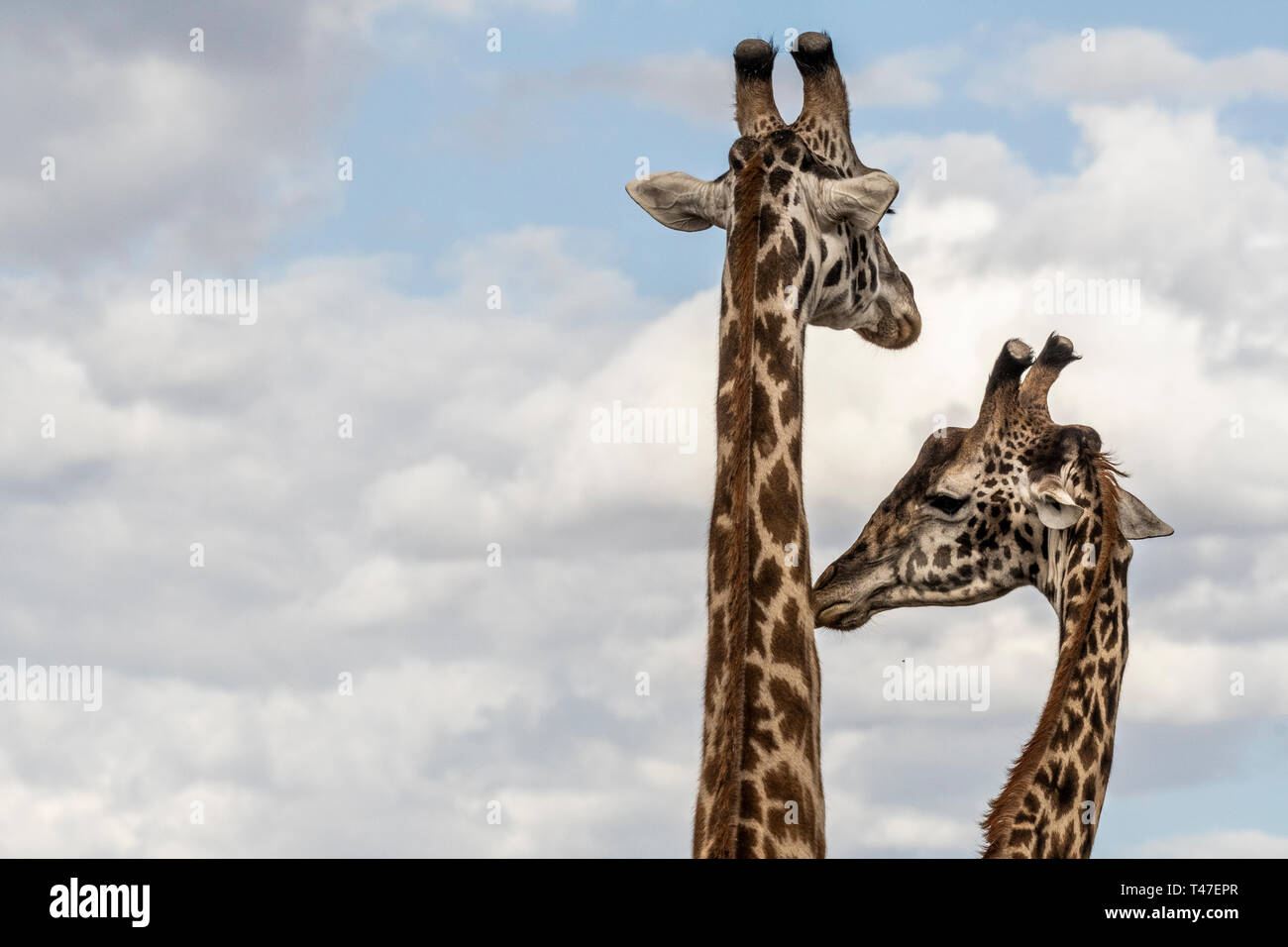 Ritratto di giraffe contro il cielo blu nel Maasai Mara Foto Stock