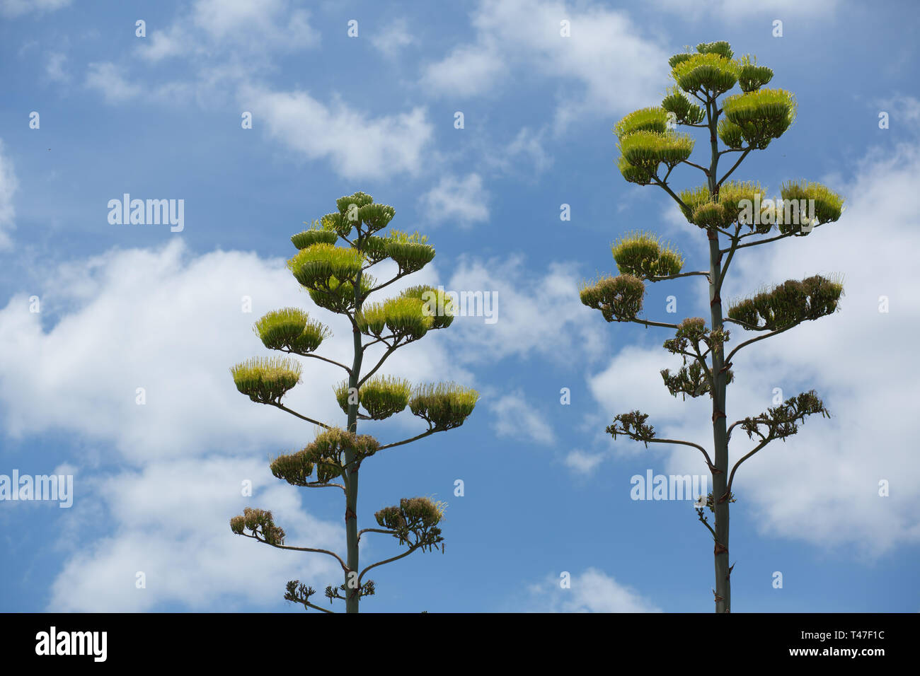 Piante di agave in fiore ad Austin, Texas Foto Stock