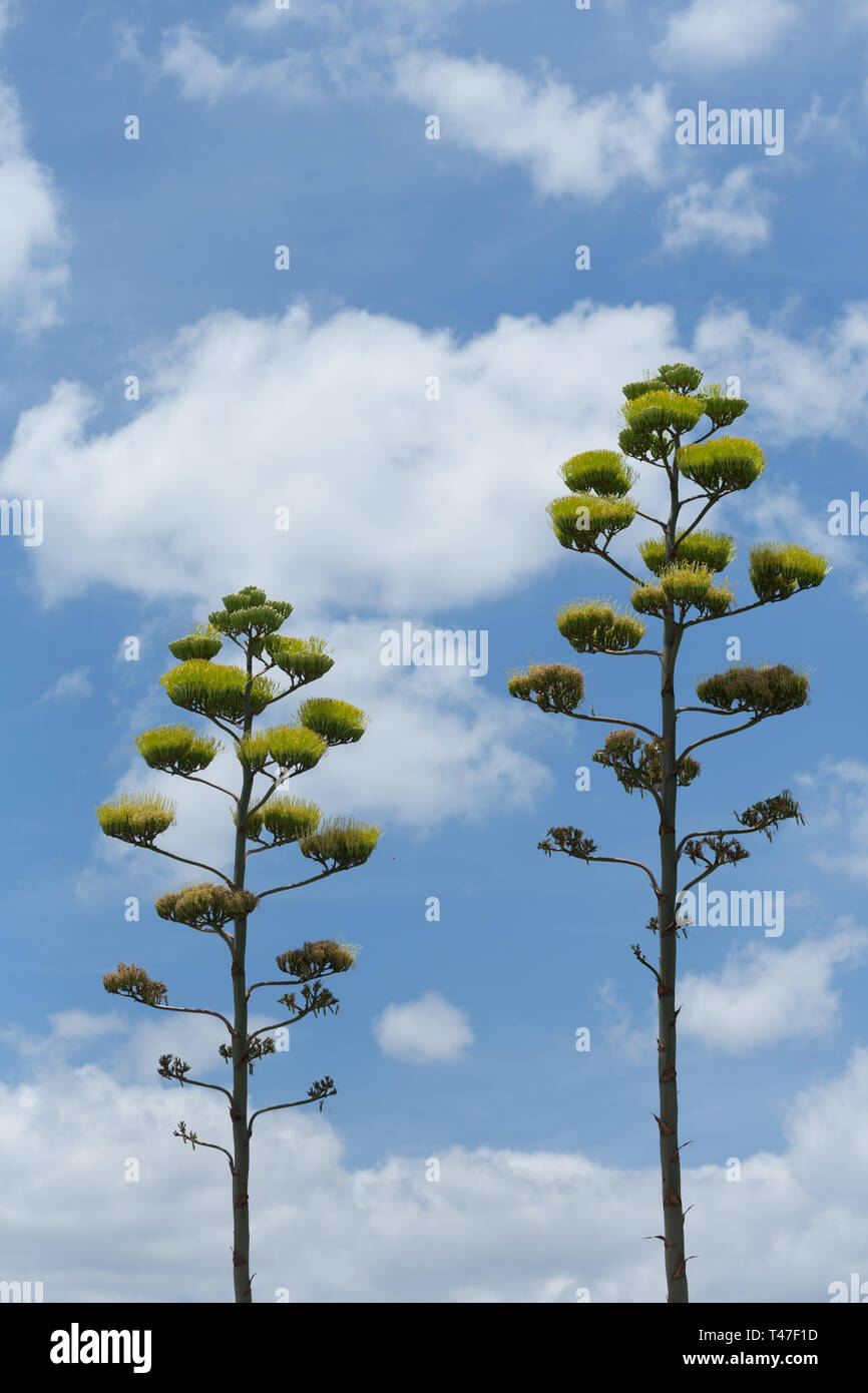 Piante di agave in fiore ad Austin, Texas Foto Stock
