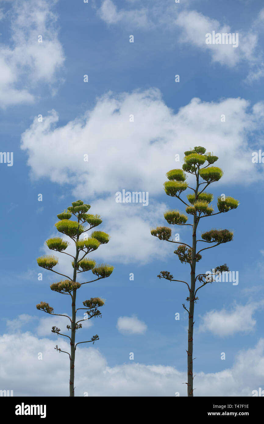 Piante di agave in fiore ad Austin, Texas Foto Stock