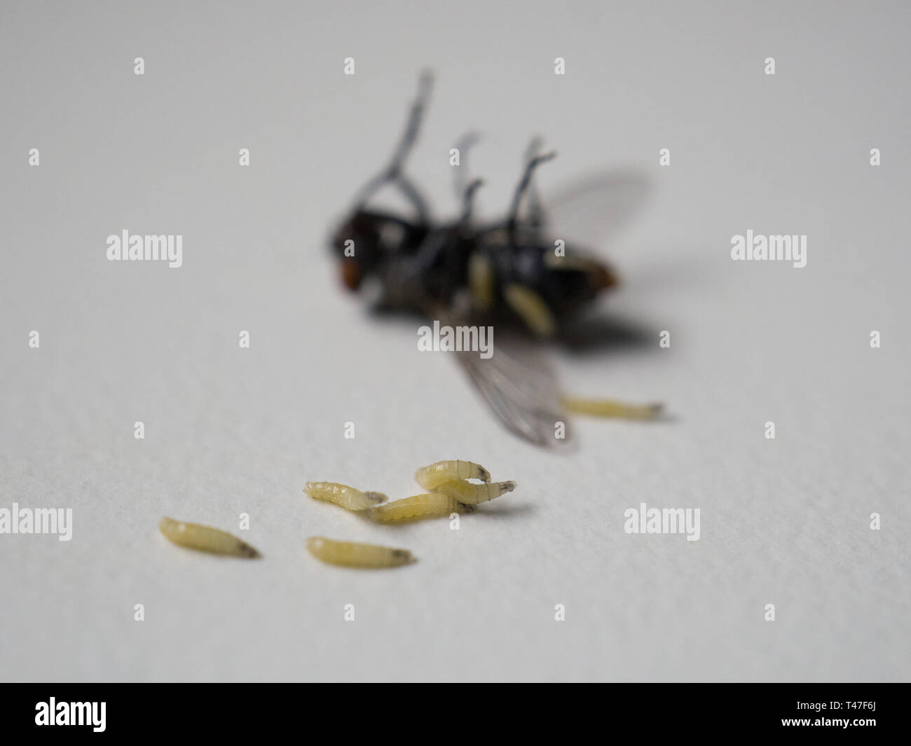 Maggots che strisciare dal corpo di una mosca morta Foto Stock