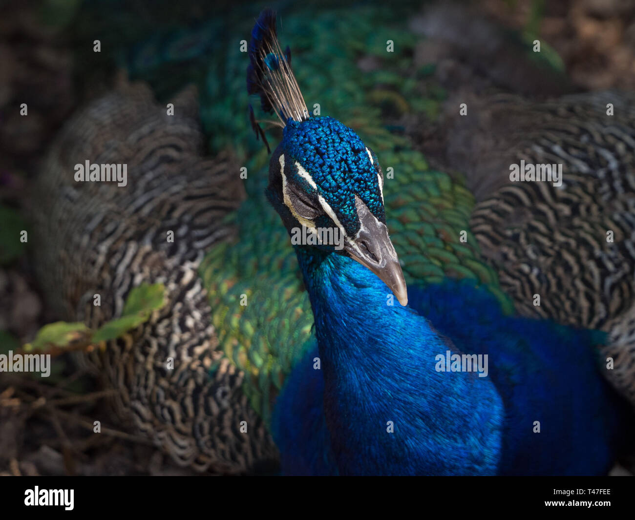 Primo piano di un pavone lampeggiante Foto Stock