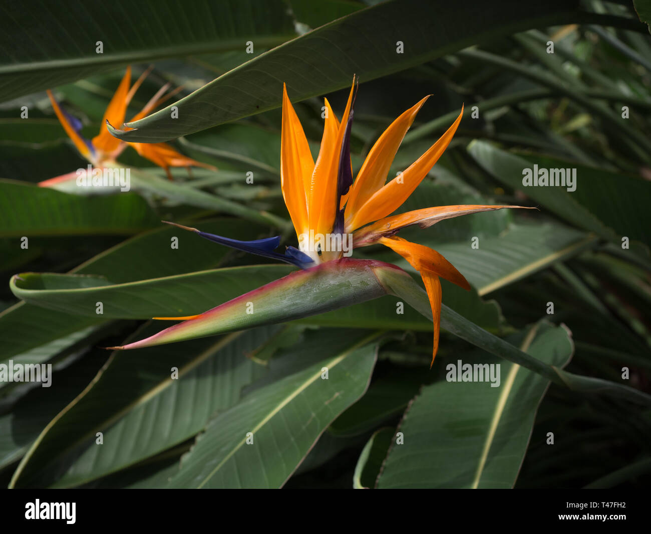 Uccello del Paradiso fiore in un giardino botanico Foto Stock