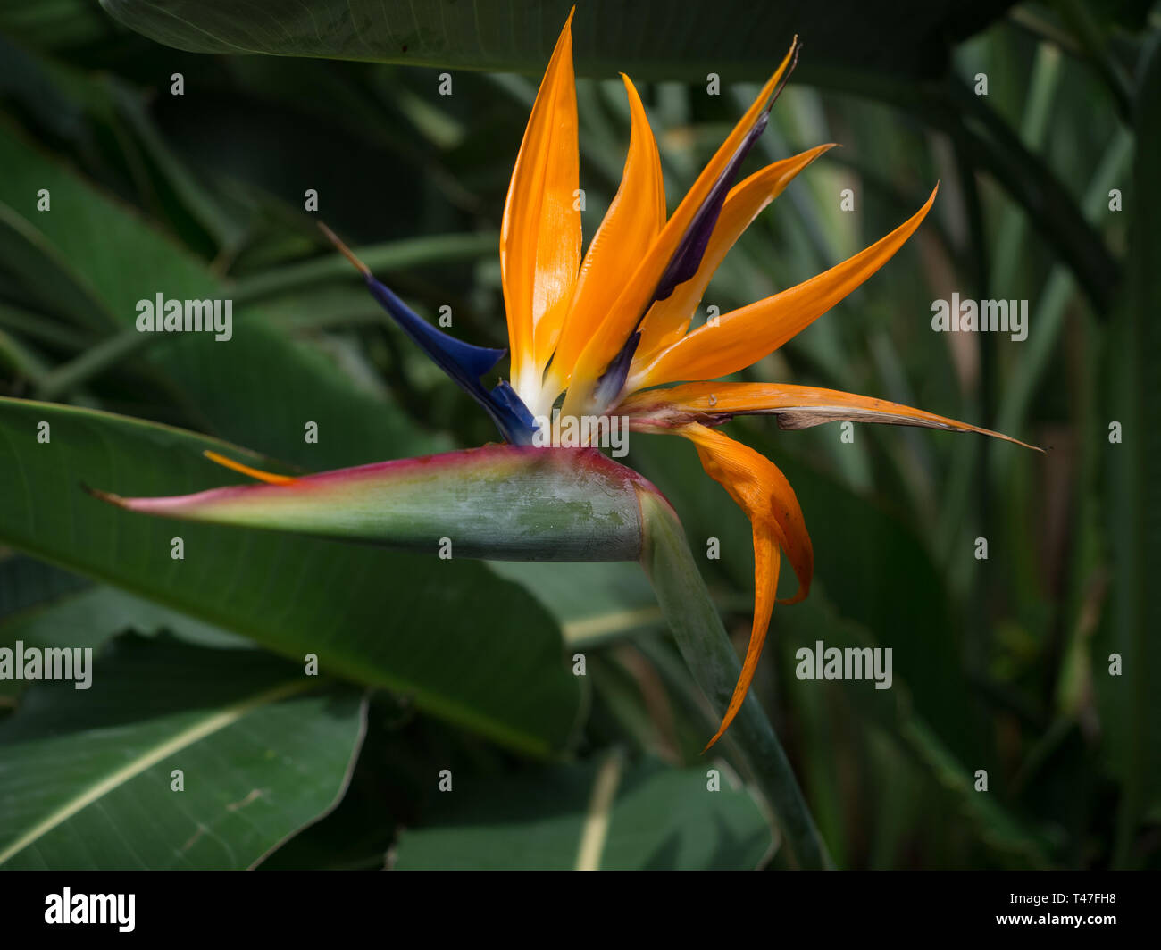 Uccello del Paradiso fiore in un giardino botanico Foto Stock
