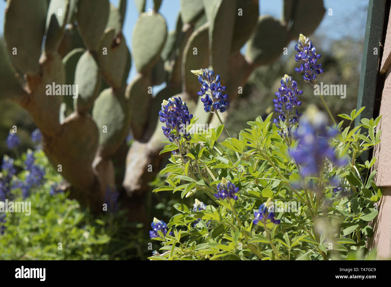 Texas Bluebonnet e prickly pera cactus Foto Stock