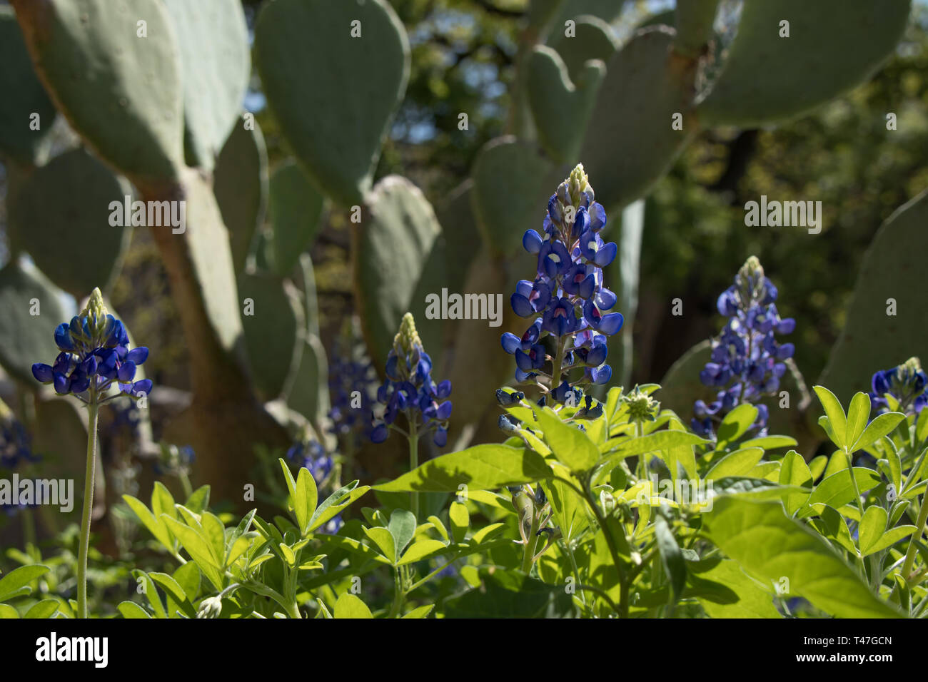 Texas Bluebonnet e prickly pera cactus Foto Stock
