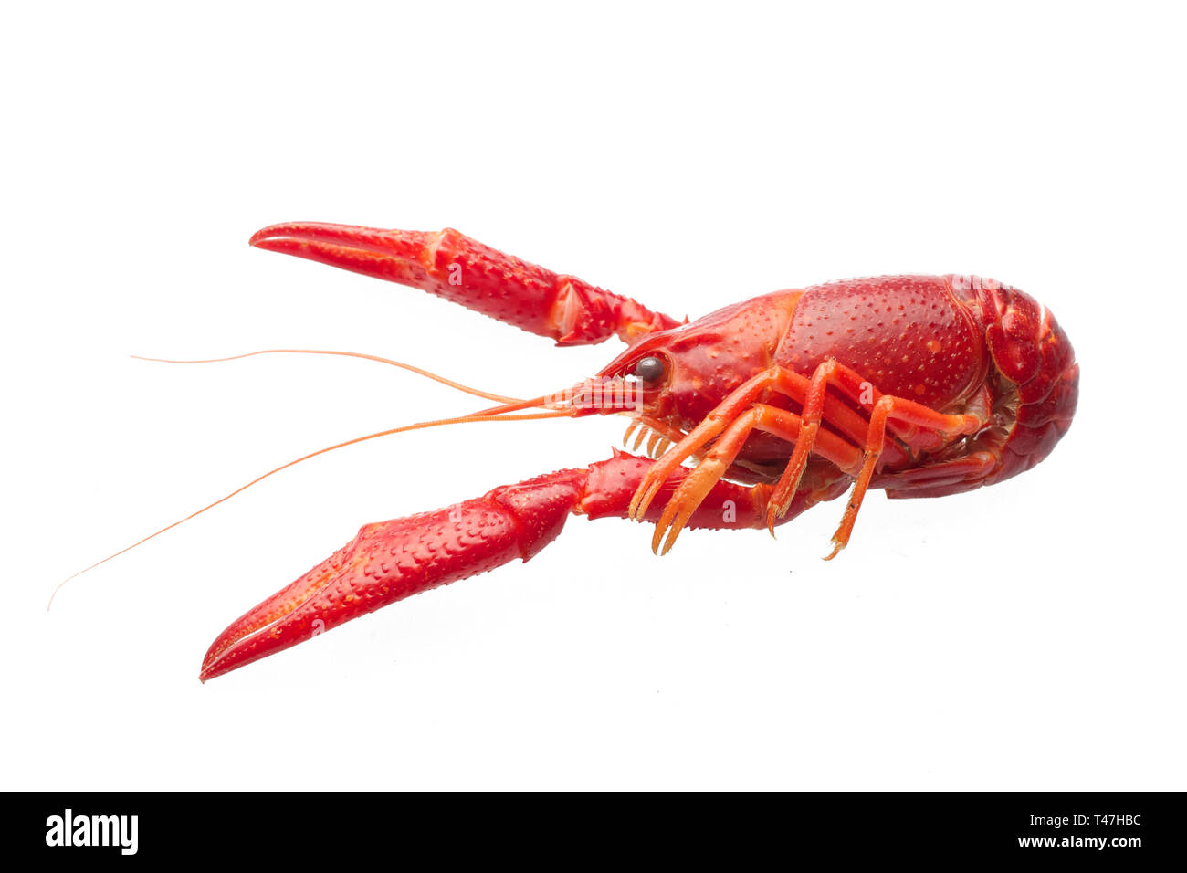 Rosso bollito aragosta isolati su sfondo bianco Foto Stock