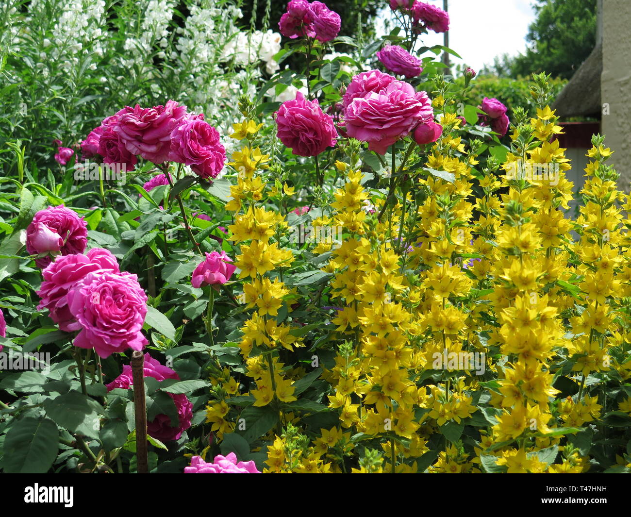 Hampshire: confine erbacee Foto Stock