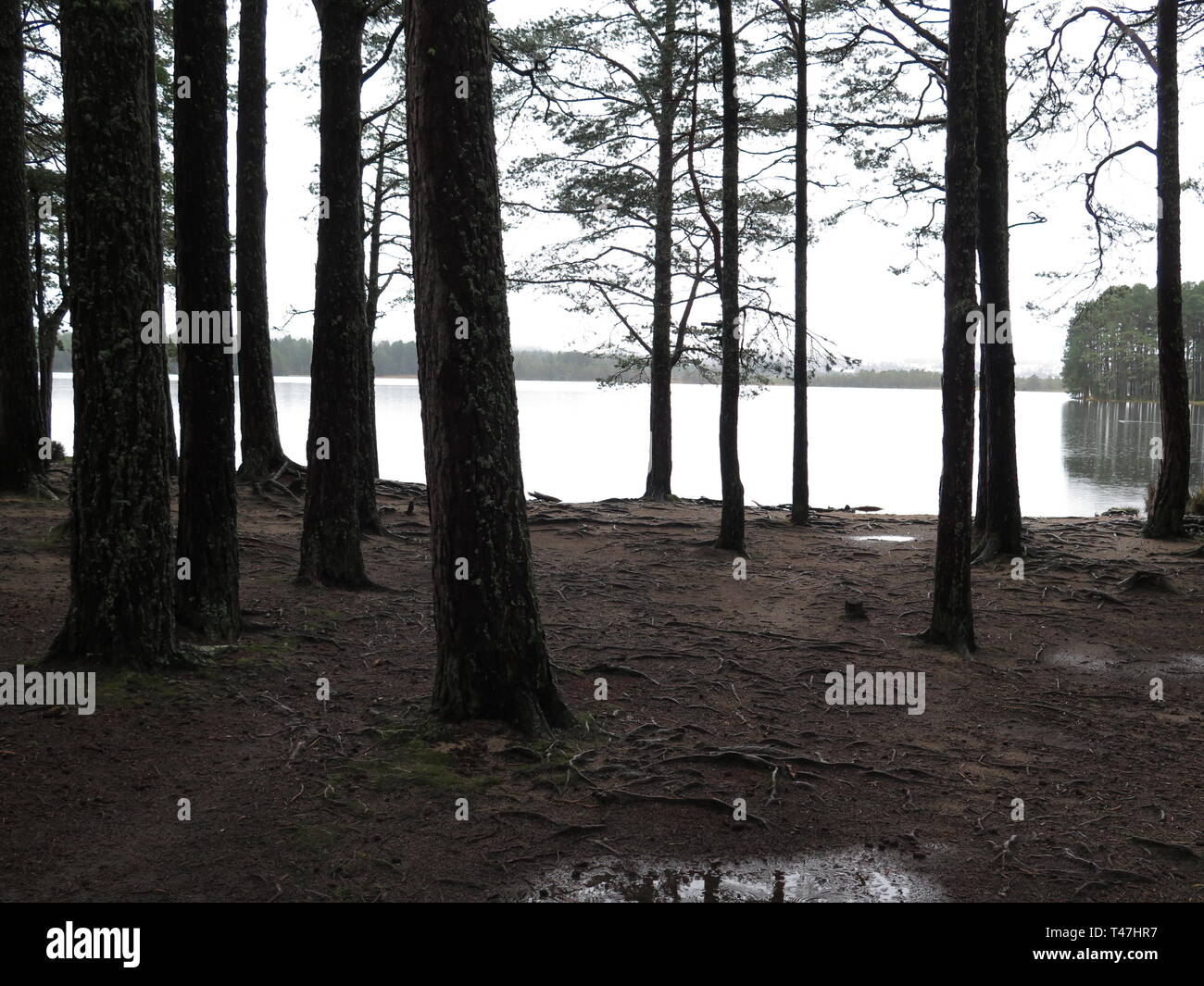 Scozia: Loch Garten riserva naturale Foto Stock