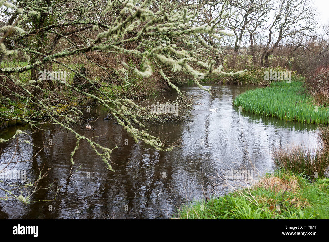 Newford stagni, Pungies Lane, vicino Telegrafo, St. Mary's, isole Scilly, REGNO UNITO Foto Stock