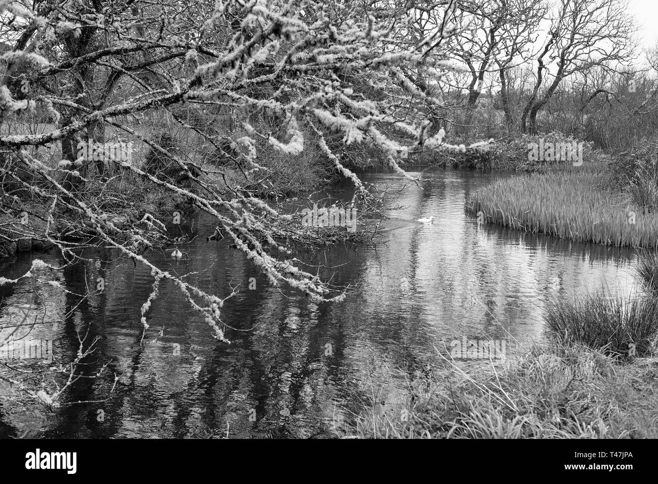 Newford stagni, Pungies Lane, vicino Telegrafo, St. Mary's, isole Scilly, UK: versione in bianco e nero Foto Stock