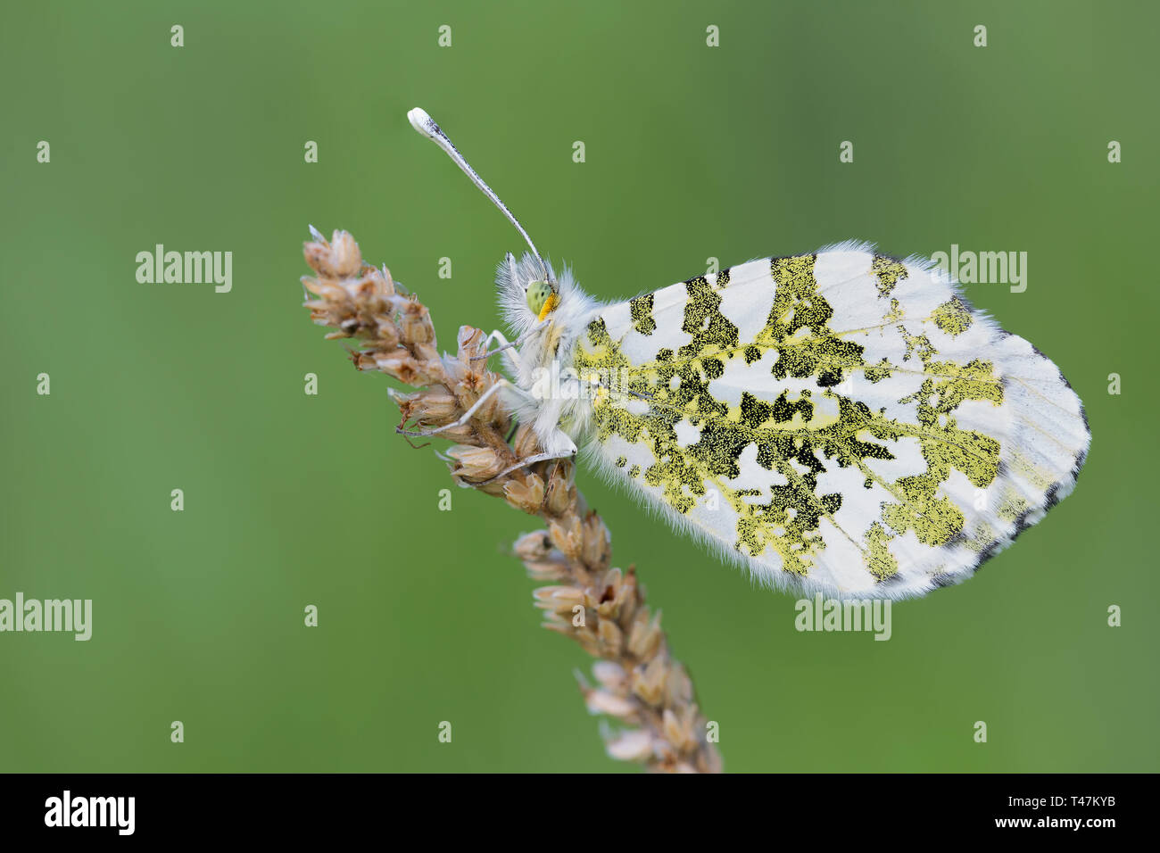 Awesome ravvicinata di una punta di colore arancione farfalla (Anthocharis cardamines) Foto Stock