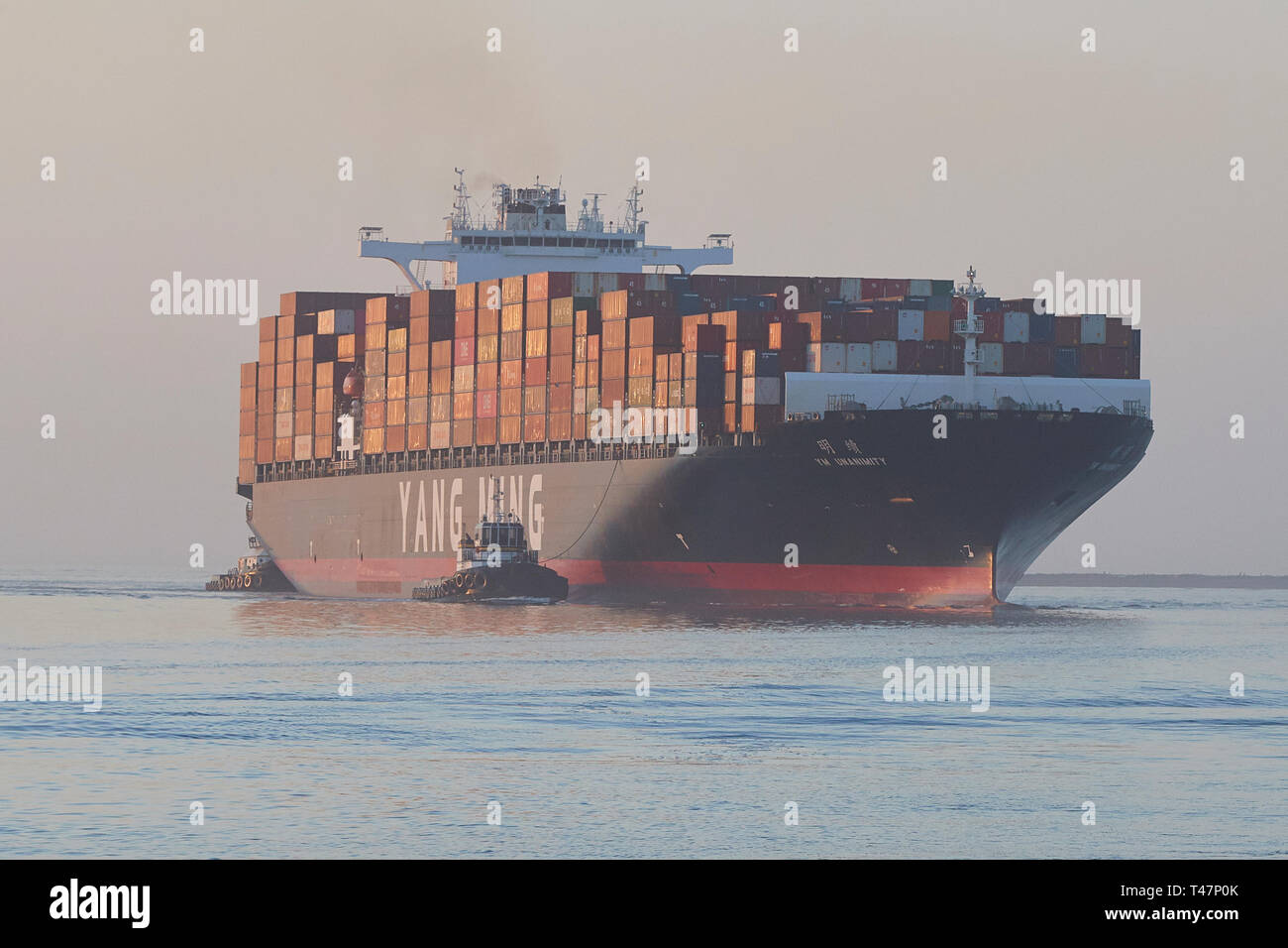 La nave container YANG MING, ALL'UNANIMITÀ YM, entra nel canale principale di Los Angeles, che si avvicina al Los Angeles Container Terminal, California, USA. Foto Stock