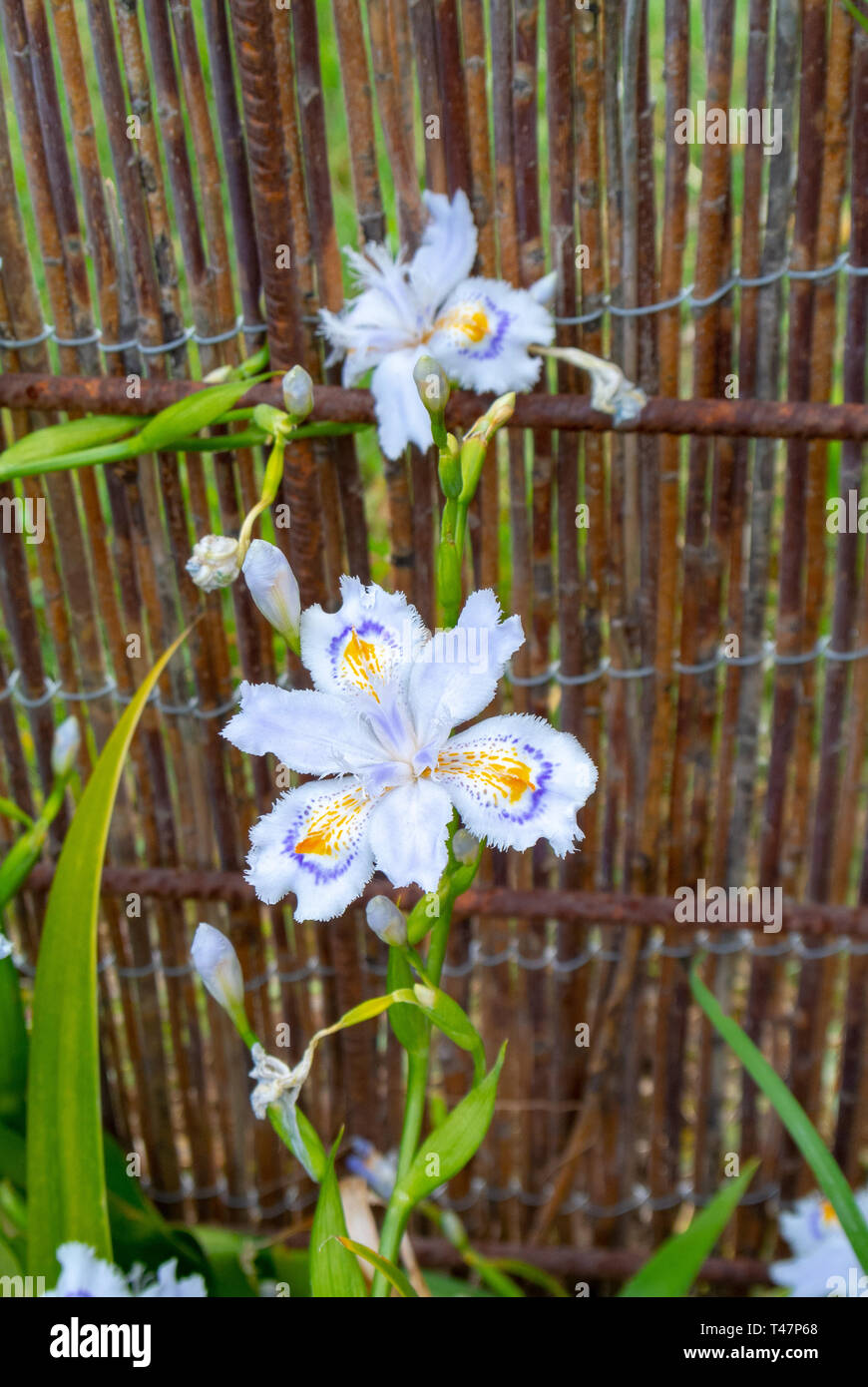 Iris japonica, orlata iris,shaga,butterfly fiore Foto Stock