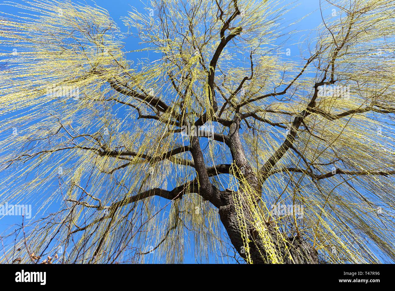 Salice piangente (Salix) con la crescita di foglia in primavera, cielo blu, Baviera, Germania Foto Stock