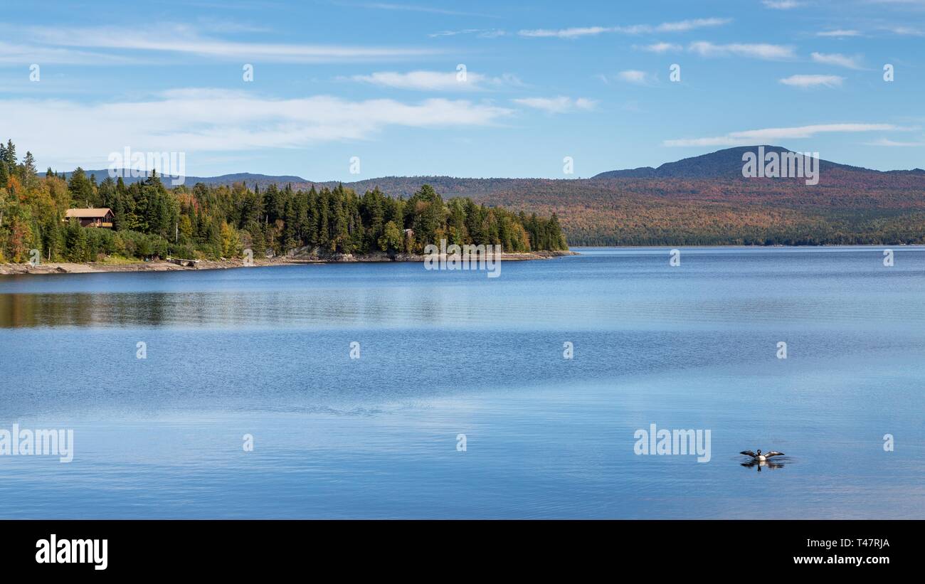 Primo Lago del Connecticut, acqua anteriore bird, Loon, Pittsburg, New Hampshire, STATI UNITI D'AMERICA Foto Stock