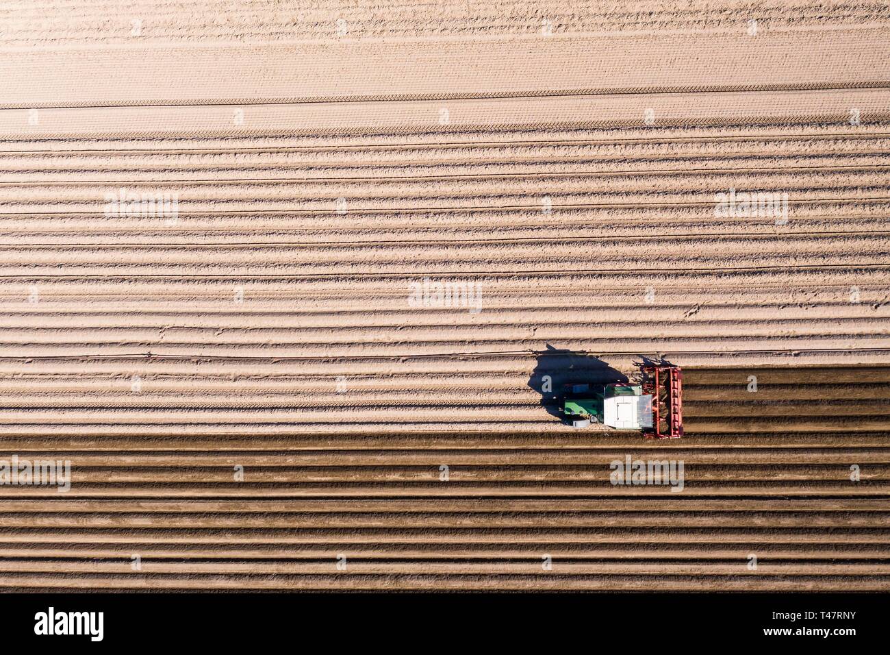 Campo di asparagi, Trattore lavorare il terreno Bergstrasse, Hesse, Germania Foto Stock
