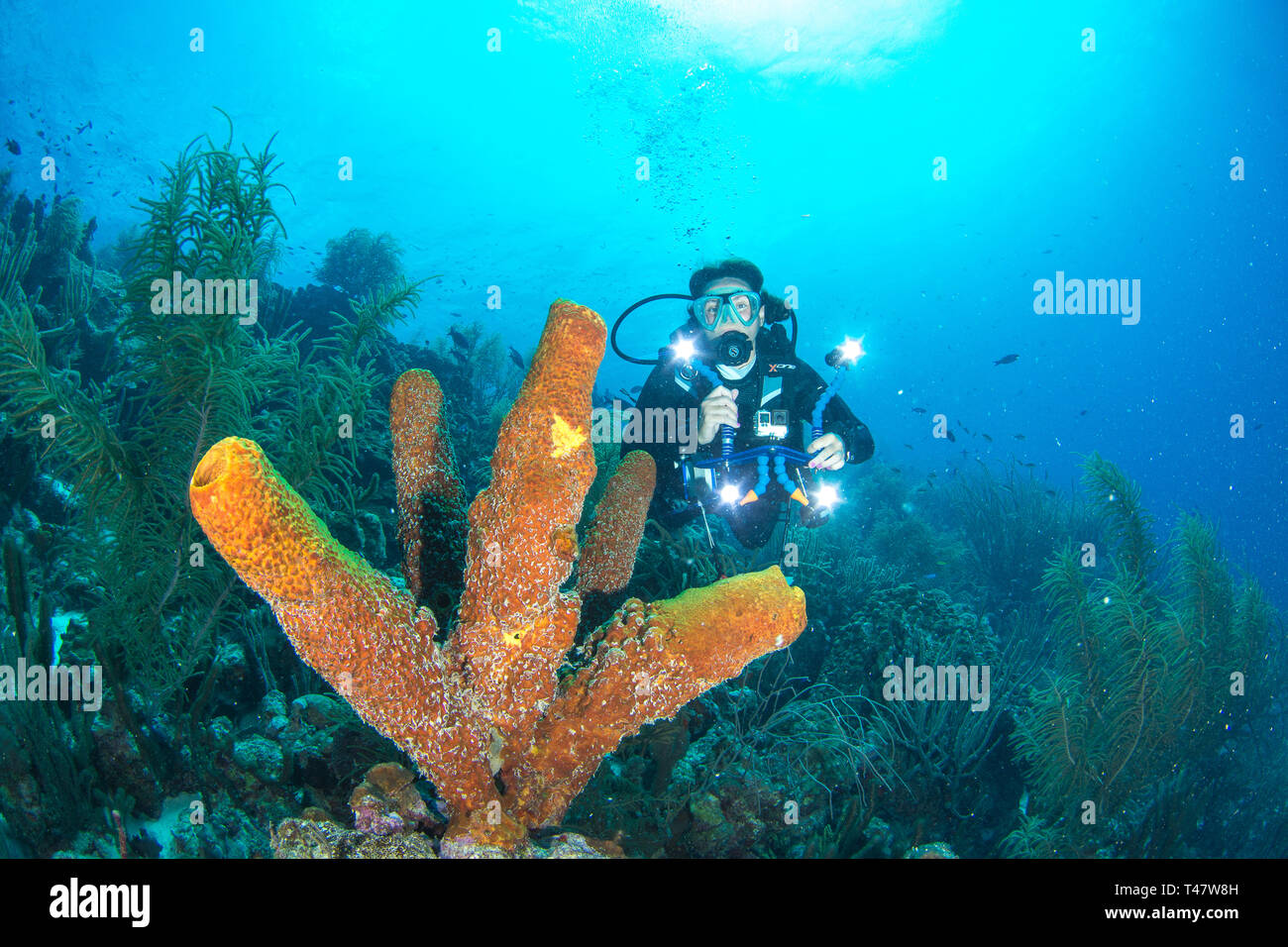 Donna subacquea subacqueo a los roques venezuela Foto Stock