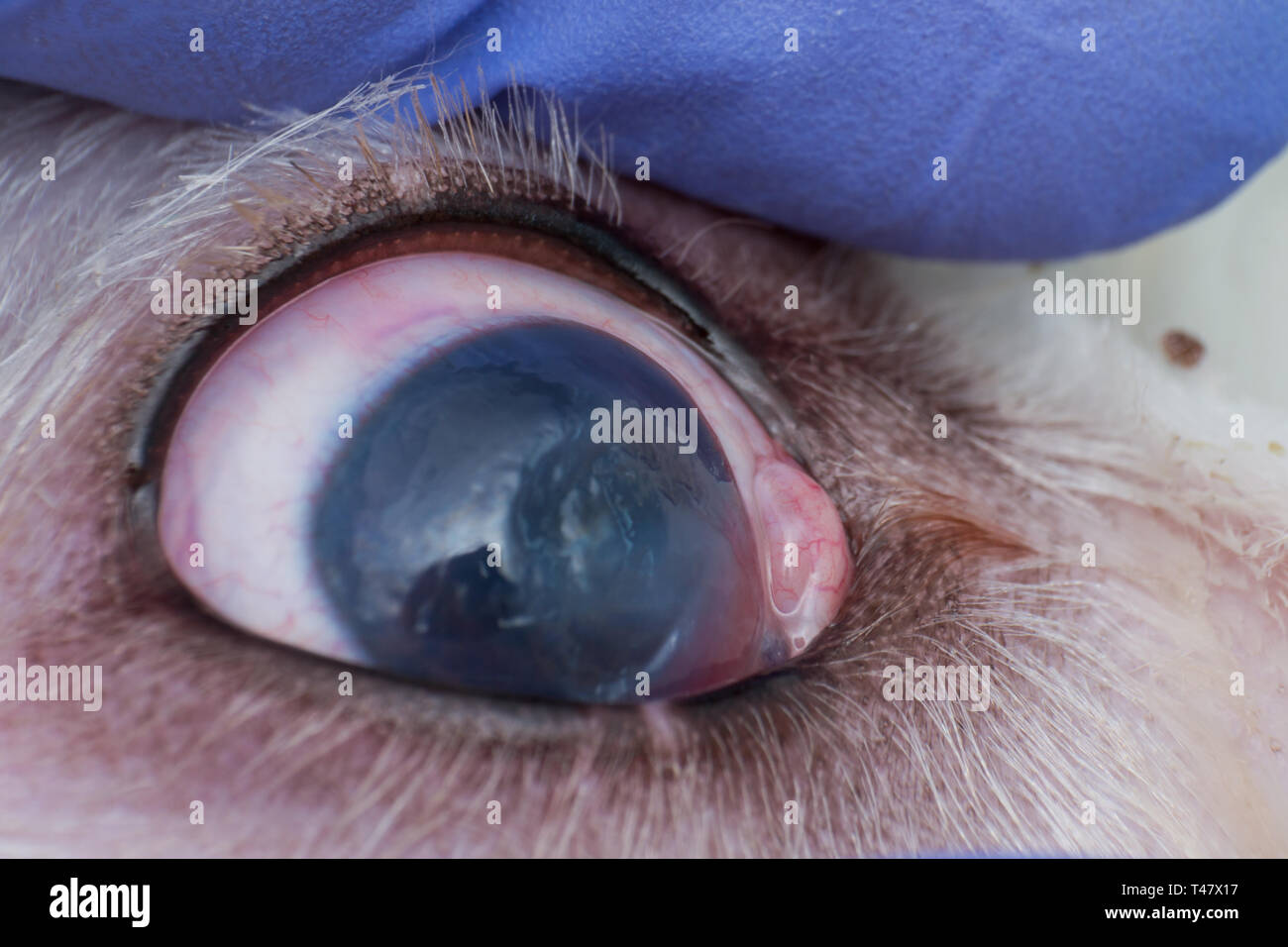 Occhio di un cane con profonda ulcera corneale closeup Foto stock - Alamy