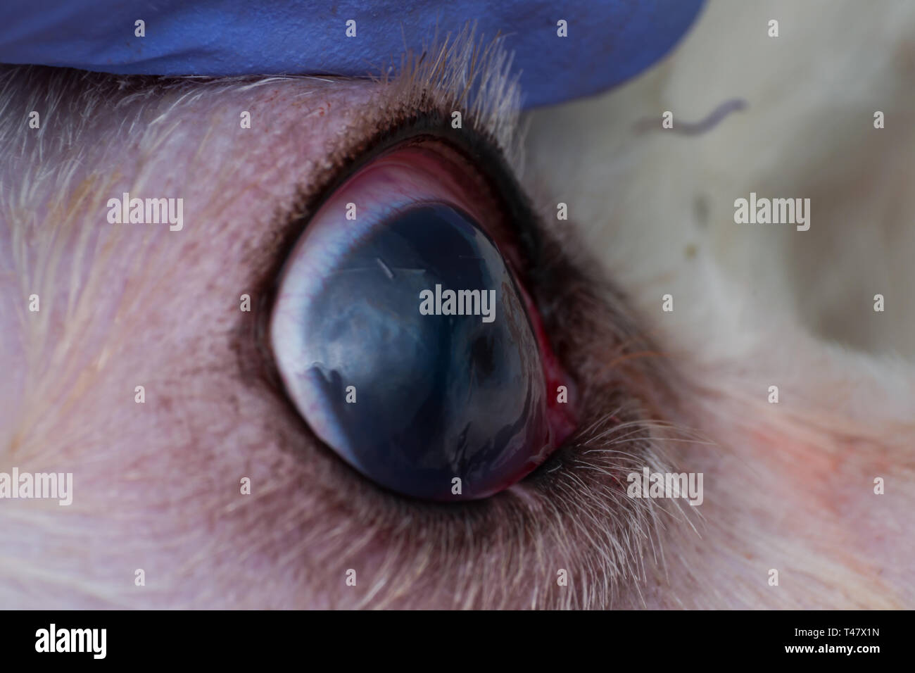 cornea Nero adolescenti