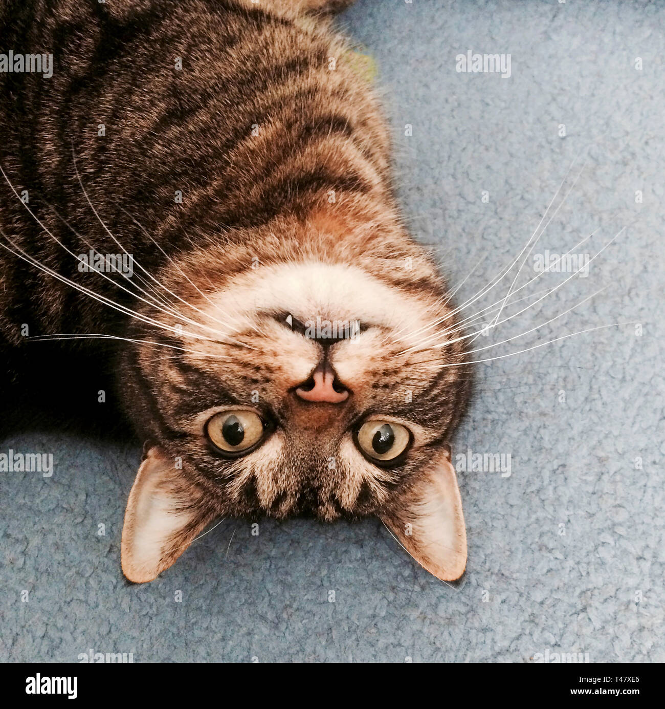 Cat guardando la fotocamera Foto Stock