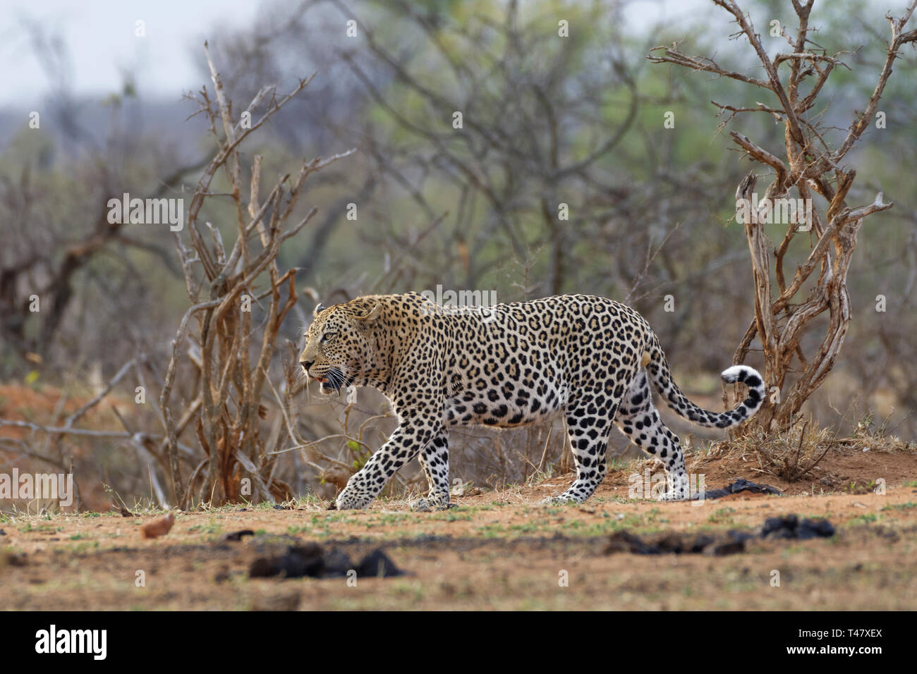 African leopard (Panthera pardus pardus), maschio adulto al crepuscolo, andando a un waterhole, Kruger National Park, Sud Africa e Africa Foto Stock