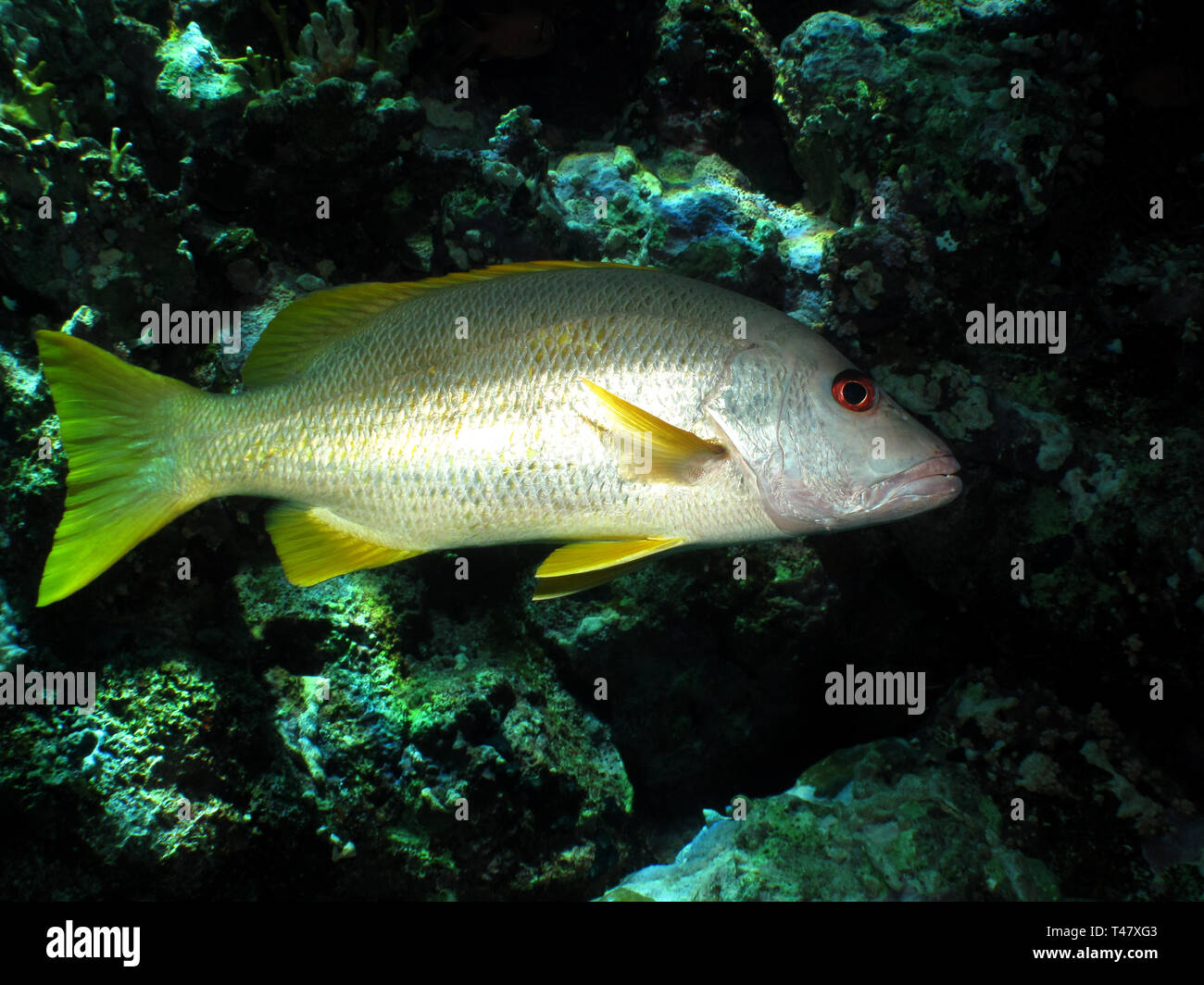 Uno spot snapper (Lutjanus monostigma) prendendo in Mar Rosso, Egitto. Foto Stock