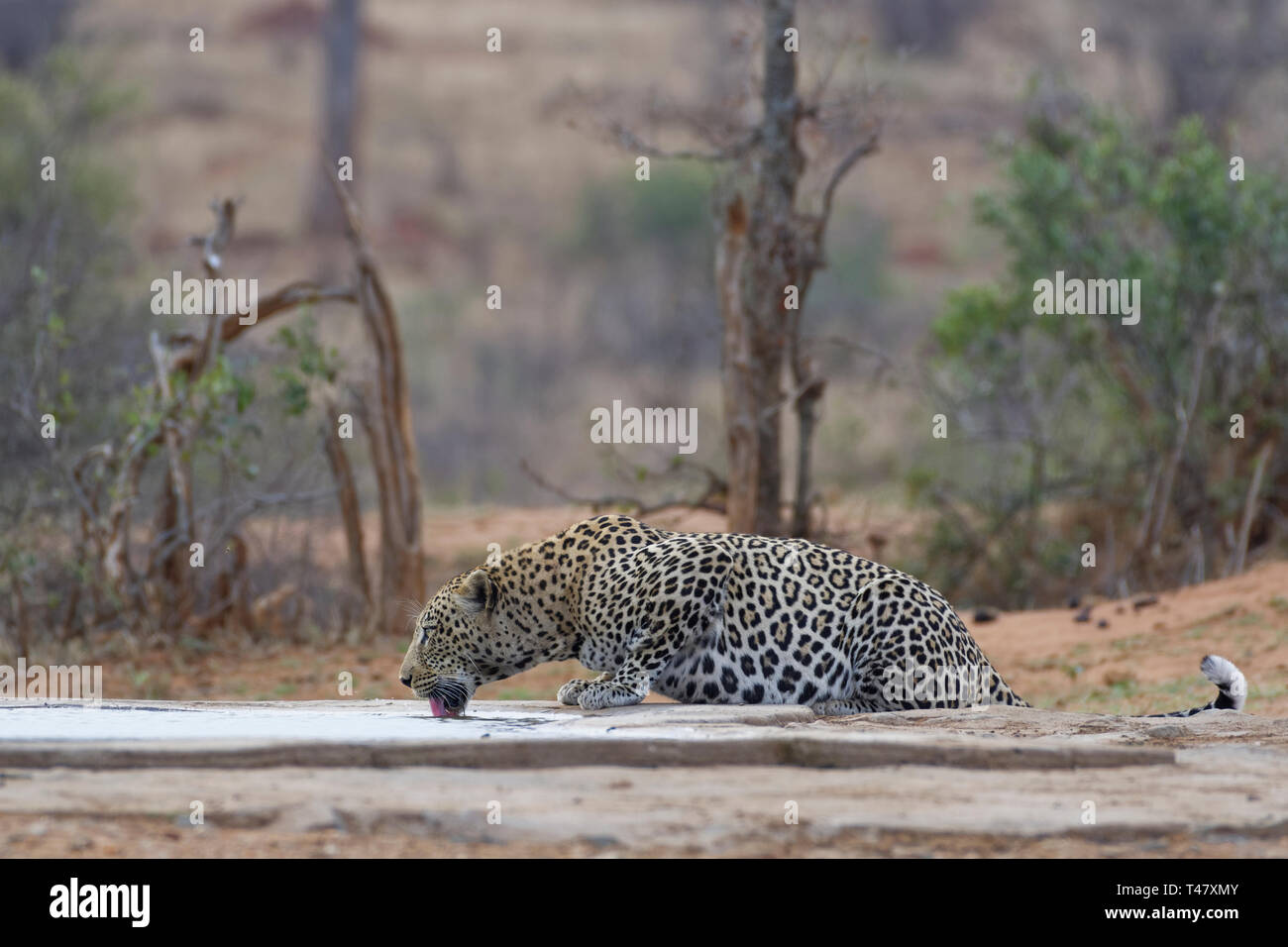 African leopard (Panthera pardus pardus), maschio adulto, bere a waterhole al tramonto, il Parco Nazionale Kruger, Sud Africa e Africa Foto Stock